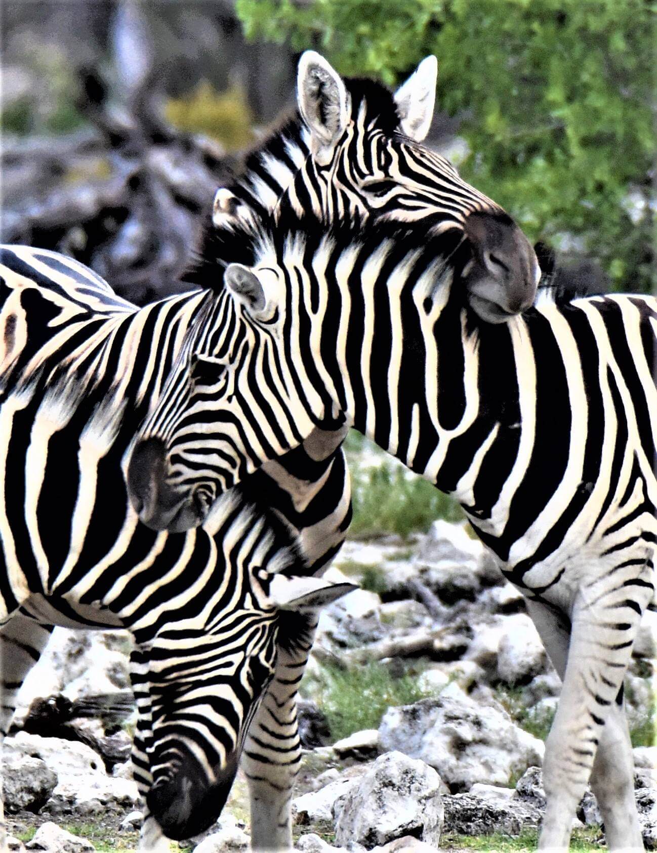 Zebra Animal Welfare