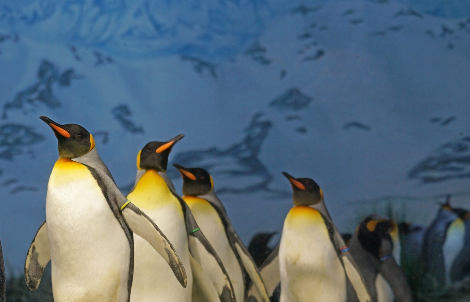 The Antarctic