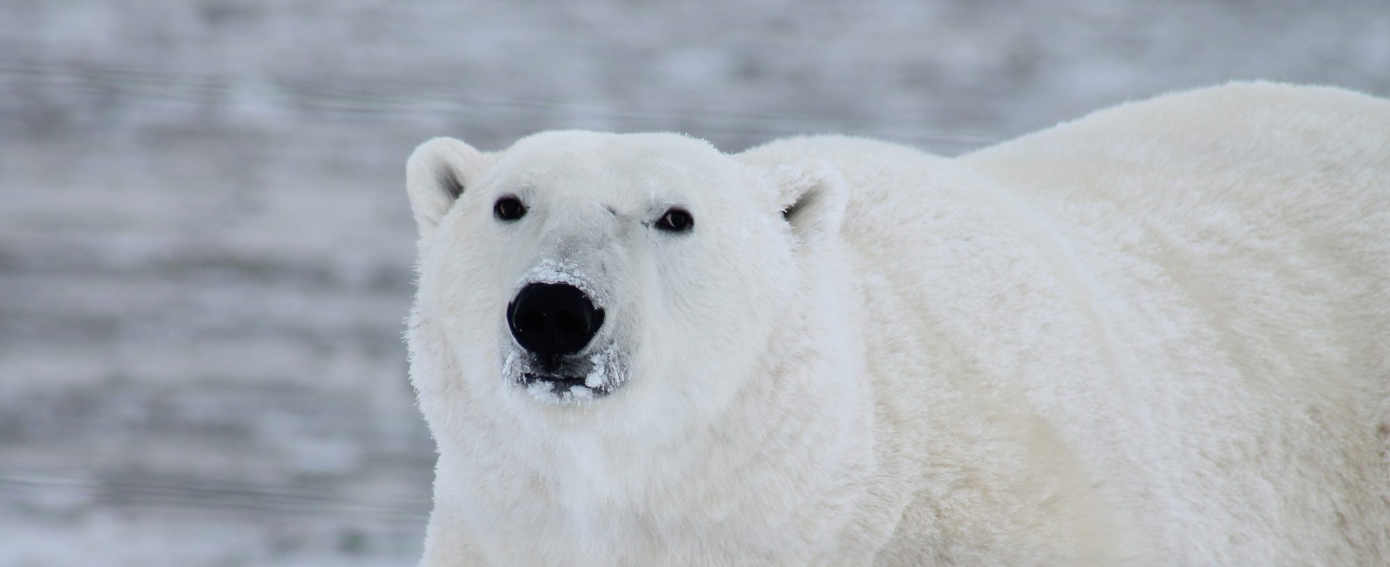 The Arctic